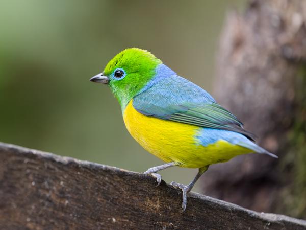 Blauwnekorganist (Chlorophonia cyanea)